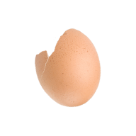 egg shells