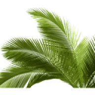 Palm fronds