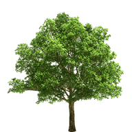 tree waste